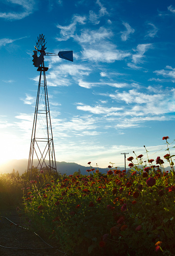 windmill at a small vineyard with a patch of red flowers in front - napa valley - california