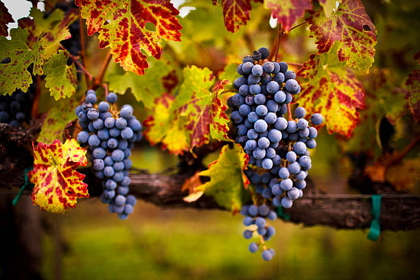 maturo uva - vineyard napa valley sonoma county california foto e immagini stock