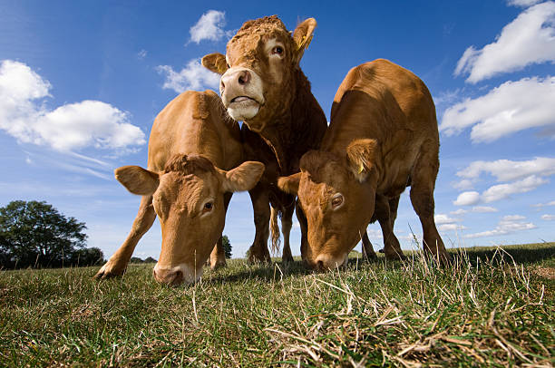 A detailed close-up of a brown bull facing the camera, showcasing its horns, textured fur, and calm expression. Soft farm lighting and a blurred fencing background highlight livestock in a rural, agricultural scene.