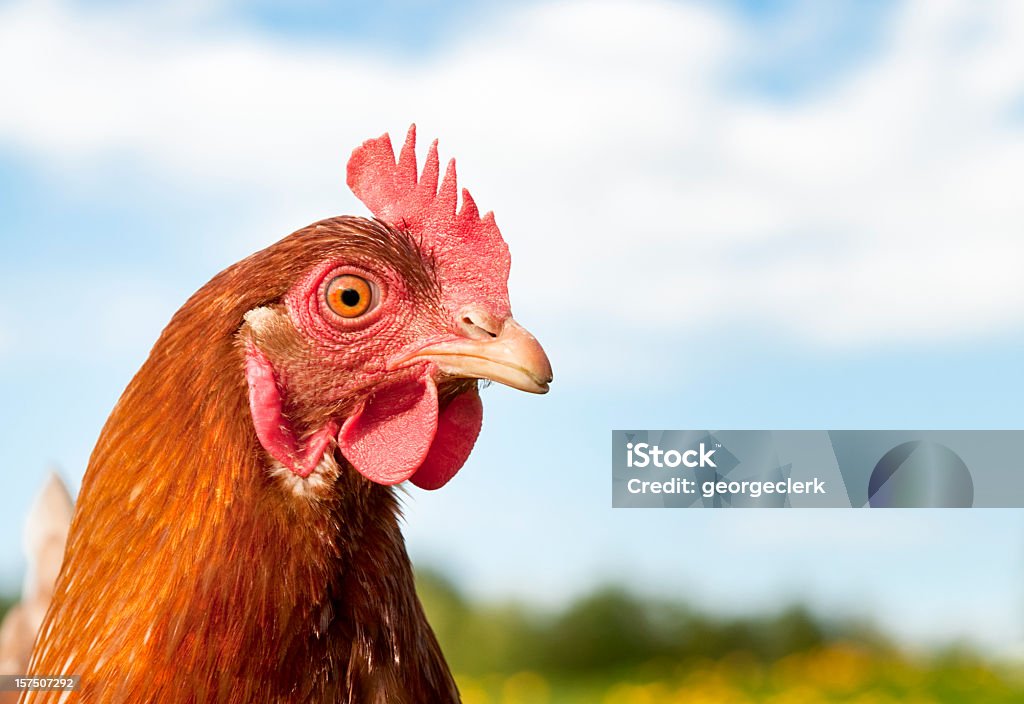 Gallina Ritratto - Foto stock royalty-free di Pollo