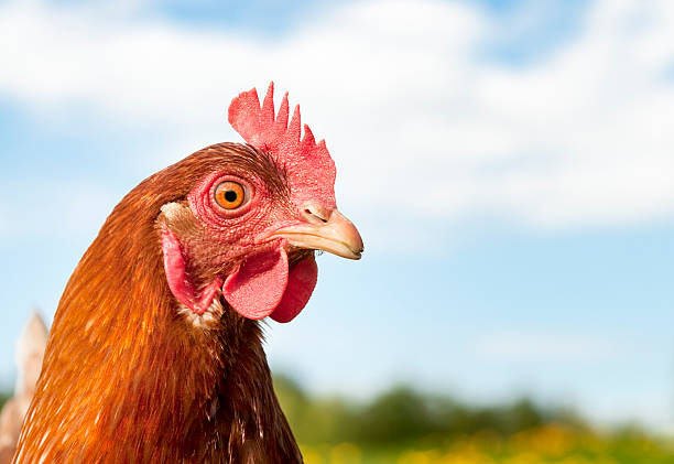 gallina ritratto - pollame uccello foto e immagini stock