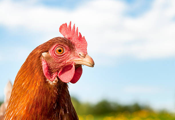 헨 헤드샷 - chicken bird close up domestic animals 뉴스 사진 이미지