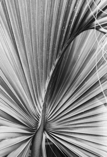 istock A black and white abstract image of a palmetto leaf 1575073514