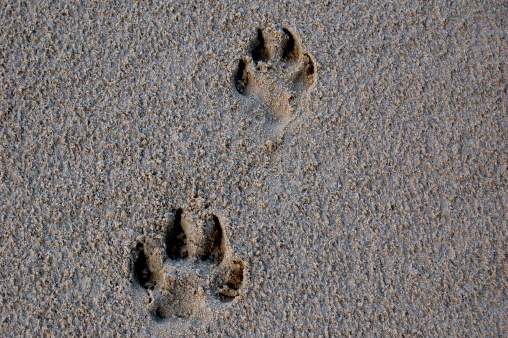 Dog Footprint at the beach