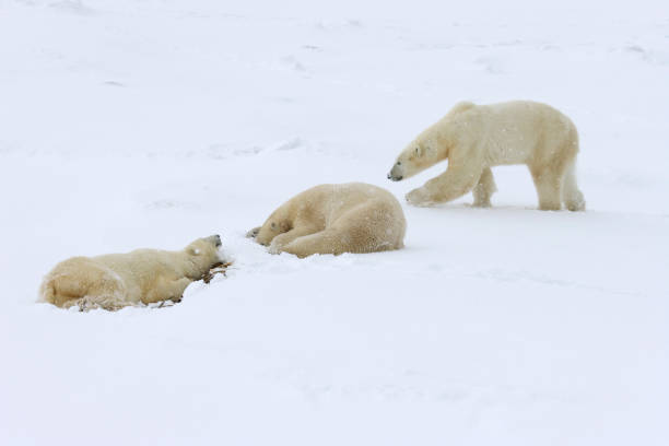 istock Three wild polar bears in a row, Canadian Arctic 157507514