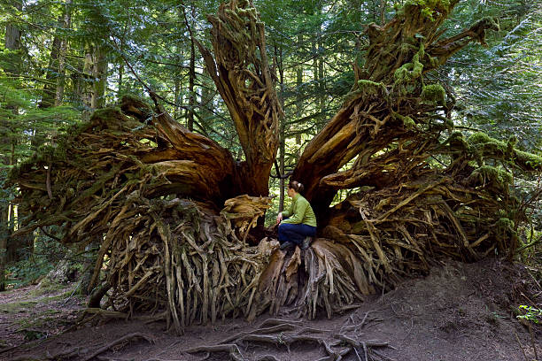 Woman Admiring the roots of a fallen giant tree