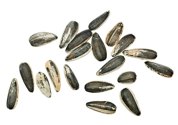 Sunflower seeds from above  bird seed stock pictures, royalty-free photos & images