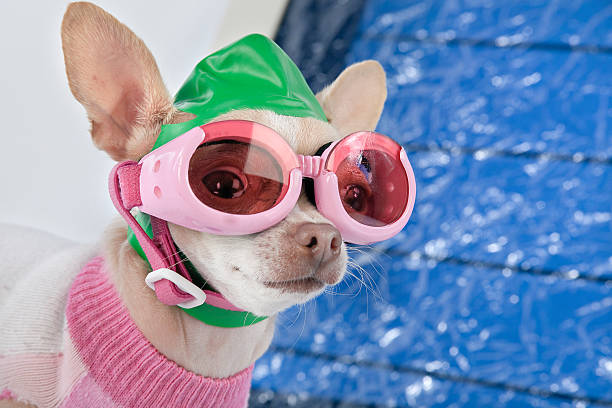 swimmer dog swimsuit stock pictures, royalty-free photos & images