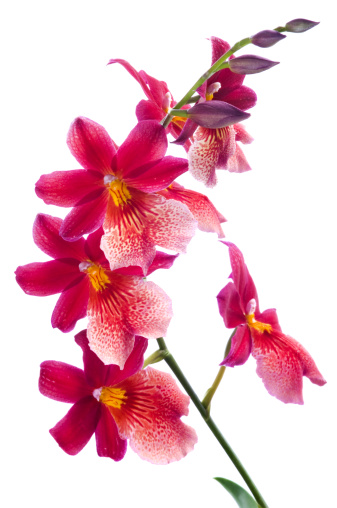 Bunch of luxury tropical Magenta orchids (cambria) isolated on white background. Studio shot.