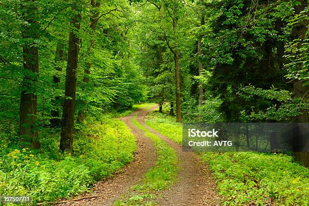 Weg Durch Laubwaldes Stockfoto und mehr Bilder von Baum - Baum, Baumbestand, Biegung