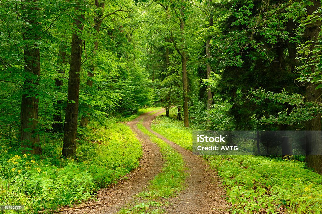 Caminho através da floresta de folhosas - Foto de stock de Bosque - Floresta royalty-free