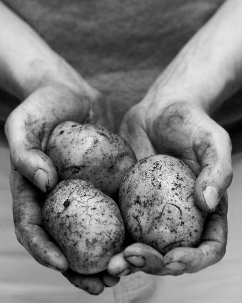 istock potatoes in dirty hands XXL 157507715