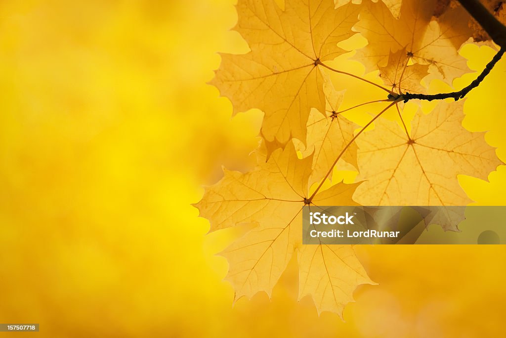 Ahorn Blätter Herbst Hintergrund - Lizenzfrei Ahorn Stock-Foto