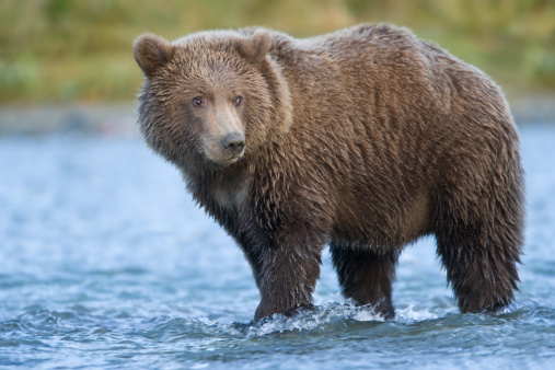 Front view of brown bear isolated on black background. Portrait of Kamchatka bear (Ursus arctos beringianus).