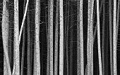 Black and White Pine Tree Trunks Background