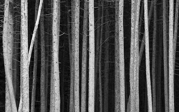 Black and White Pine Tree Trunks Background A monochrome image of pine tree trunks. A unique pattern of black and white tree trunks. Image has a moody feel with the various shades of linear angles and branches. This is a dense pine forest in the Canadian Rockies. Image is artistic and balanced with a stark and simple composition. Near Banff National Park, Alberta, Canada. Scenic natural landscape in one of the world's prettiest national parks.  high contrast photos stock pictures, royalty-free photos & images