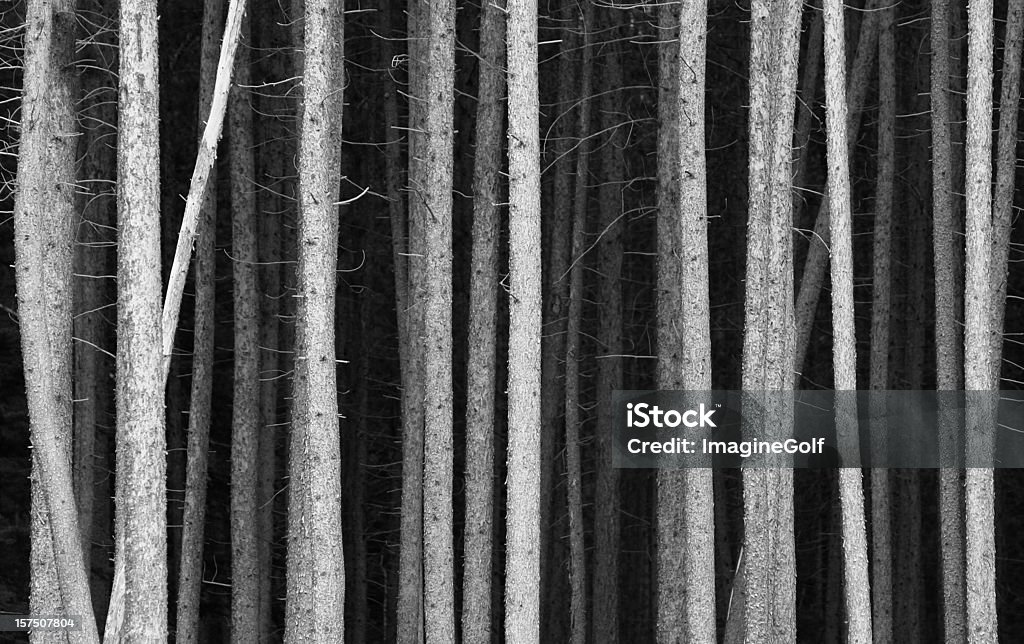 Preto e Branco fundo de troncos de árvore de pinho - Foto de stock de Preto e branco royalty-free