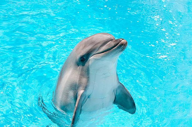 delfín en agua azul - delfín fotografías e imágenes de stock