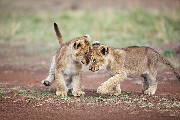 cachorro de león cariño - cachorro de león fotografías e imágenes de stock