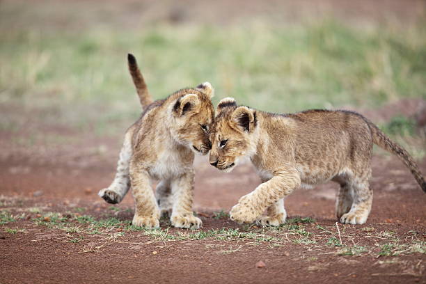 Lion cub affection stock photo