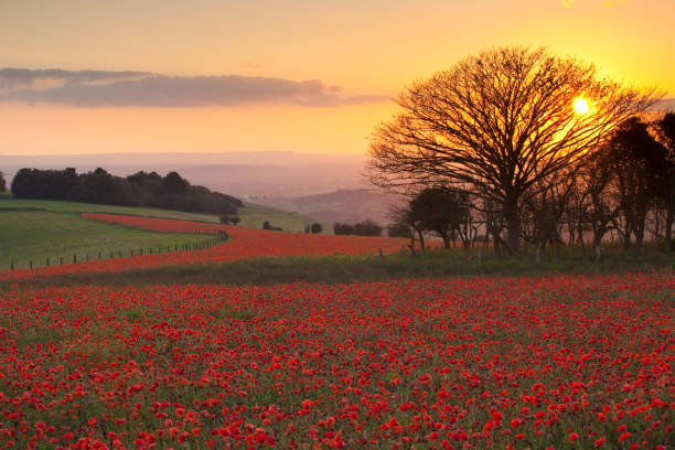 istock October poppies, Melbury Down, Dorset, U.K 157507856