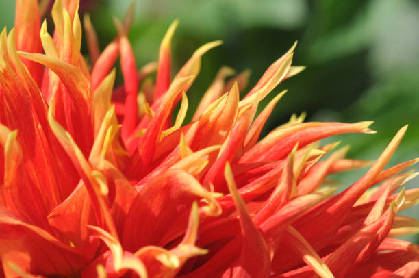 istock Petals of Dahlia 157507862