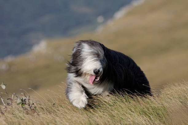 demnächst - old english sheepdog stock-fotos und bilder