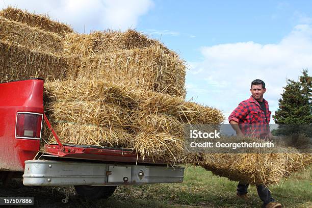 Farmer 휴대용 베일 Of 스트로 픽업 트럭에 대한 스톡 사진 및 기타 이미지 - 픽업 트럭, 건초-재배 식물, 일함