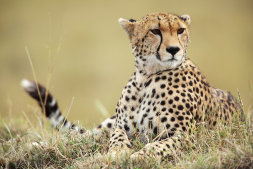 Taken in the Okavango Delta