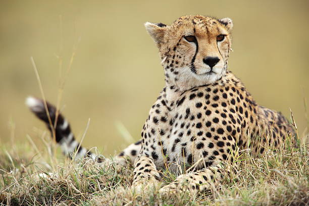 Cheetah on mound stock photo