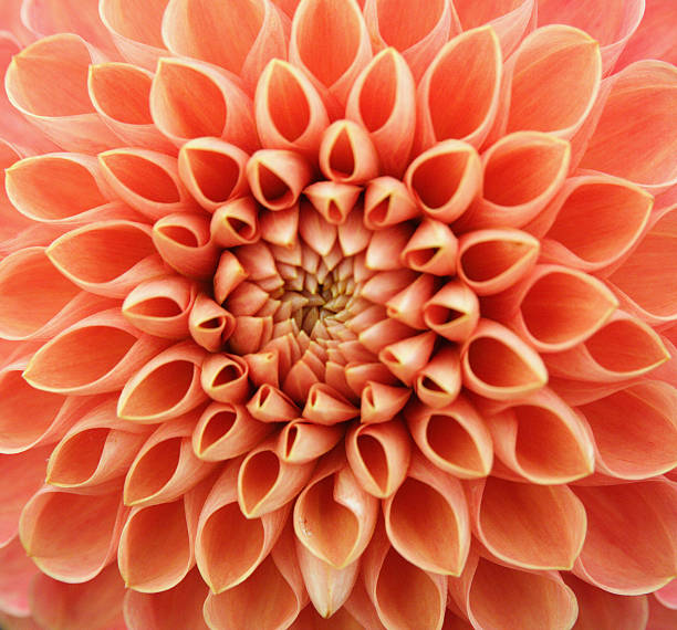 istock Peach Flower Closeup 157507918