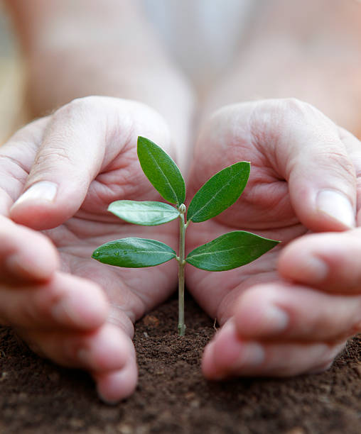 istock Close-up of seeding on the ground protected by two hands 157507957