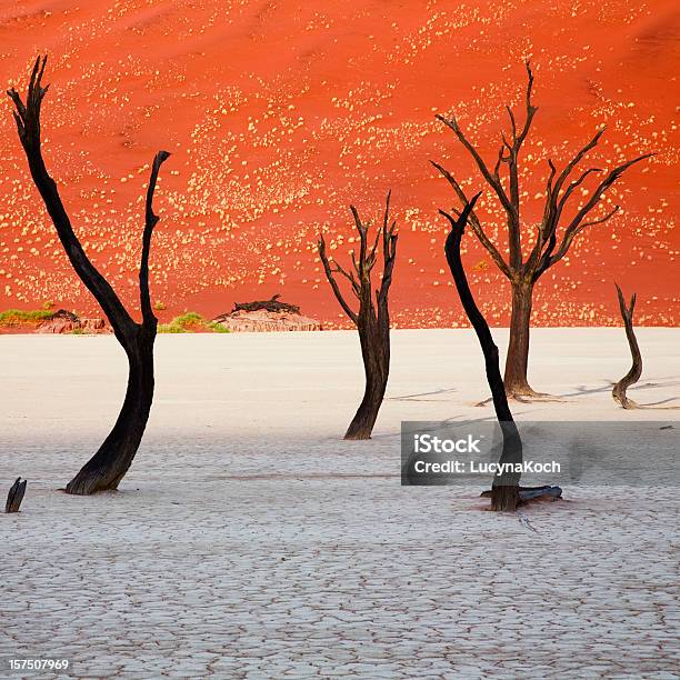 Ausgetrocknete Baeume Stockfoto und mehr Bilder von Abgestorbene Pflanze - Abgestorbene Pflanze, Afrika, Ausgedörrt