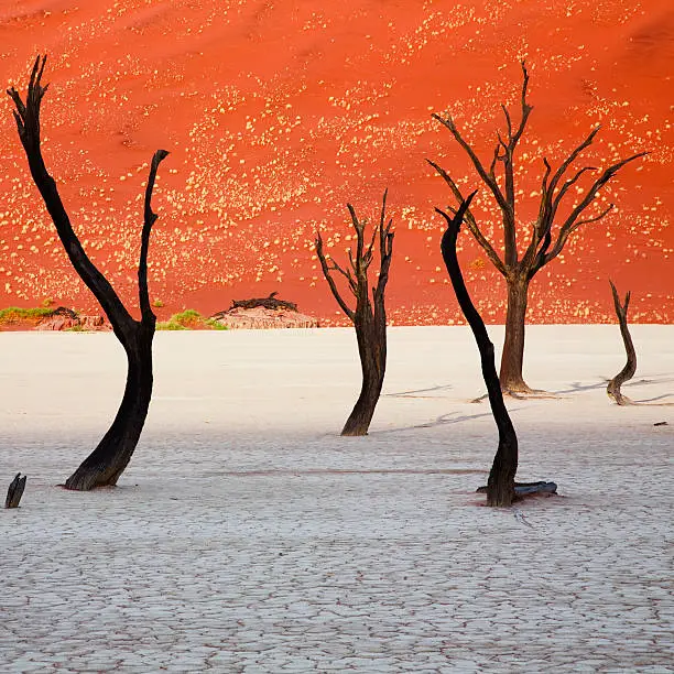 Dead Vlei, Namibia, Afrika