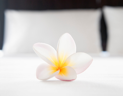 A single frangipani flower on the sheets in a hotel room.