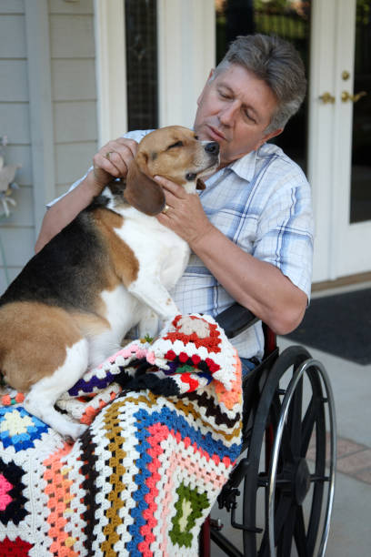 istock Mature man in wheelchair with beagle 157508009