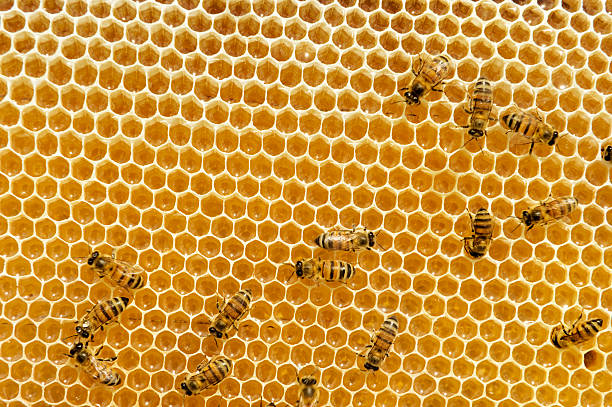 bees on honeycomb stock photo