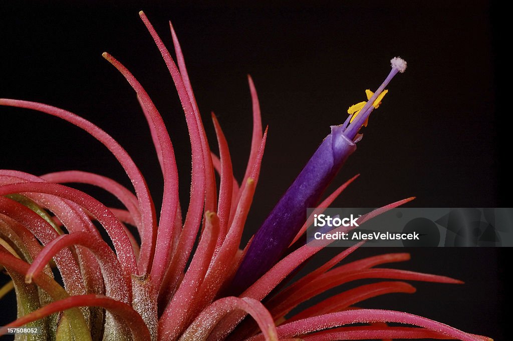 Tillandsia - Foto de stock de Bromeliácea royalty-free