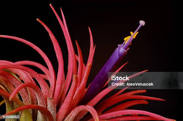 Foto de Tillandsia e mais fotos de stock de Bromeliácea - Bromeliácea, Roxo, Barba-de-velho