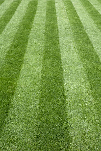 istock Perfect Mowed Lawn 157508058
