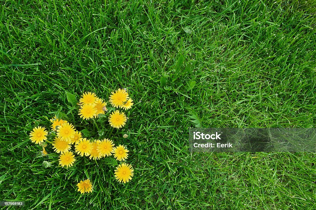 dandelions giallo e verde erba - Foto stock royalty-free di Erba