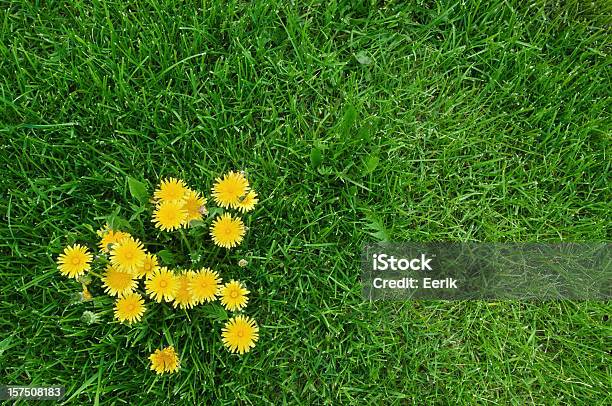 Dandelions Giallo E Verde Erba - Fotografie stock e altre immagini di Erba - Erba, Dente di leone, Prato rasato