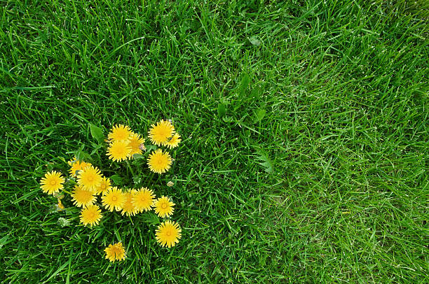 Yellow dandelions and green grass stock photo