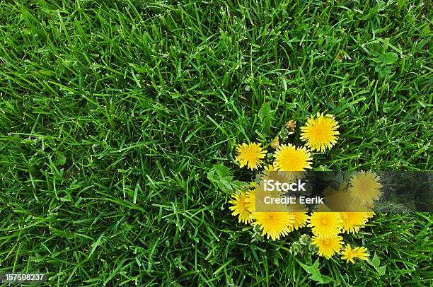 Photo libre de droit de Dandelions Jaune Et Vert Herbe banque d'images et plus d'images libres de droit de Plante sauvage - Plante sauvage, Jardin de la maison, Pelouse