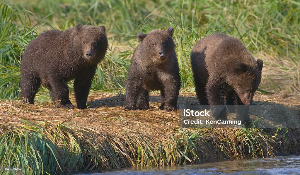 Trois Ours brun Cubs - Photo de Ours libre de droits