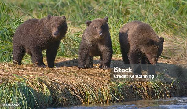 Photo libre de droit de Trois Ours Brun Cubs banque d'images et plus d'images libres de droit de Ours - Ours, Trois animaux, Kodiak