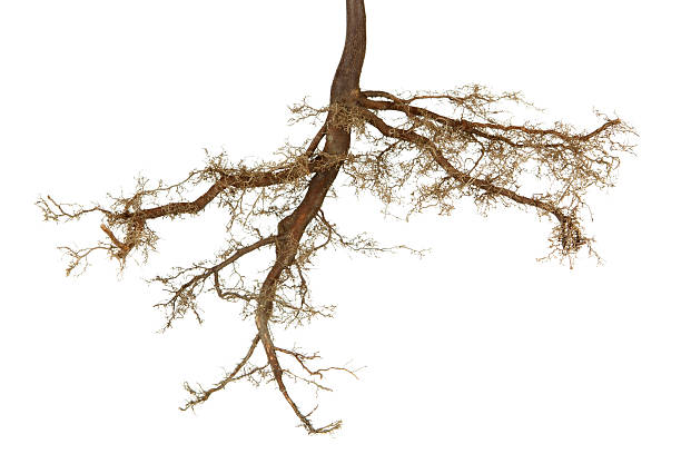 Roots Isolated Stock Photo - Download Image Now - Root, Origins, Tree -  iStock
