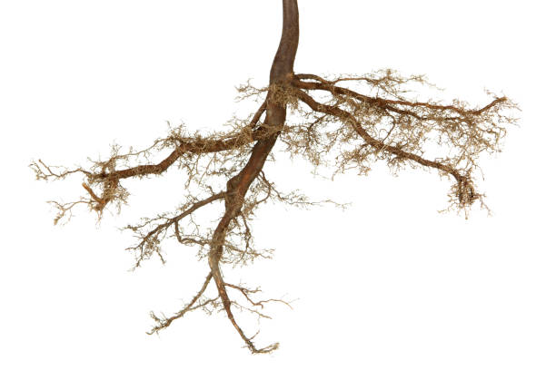 Roots Isolated Stock Photo - Download Image Now - Root, Origins, Tree - iStock Roots Isolated Stock Photo - Download Image Now - Root, Origins, Tree - iStock