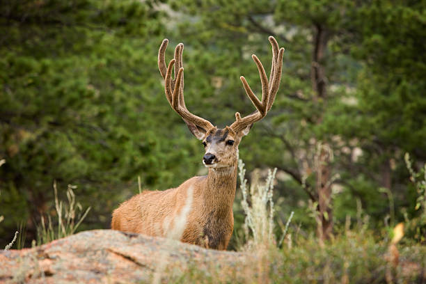 regal wild schwarzwedelhirsch in den rocky mountains entfernt. national park. - mule deer stock-fotos und bilder