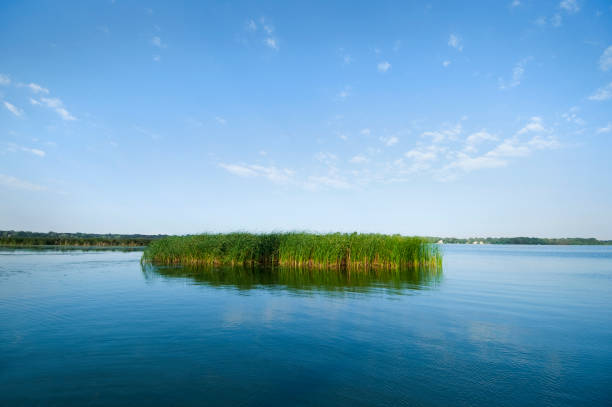 istock Reed bed, Bald Eagle Lake, St. Paul, Minnesota 157508551